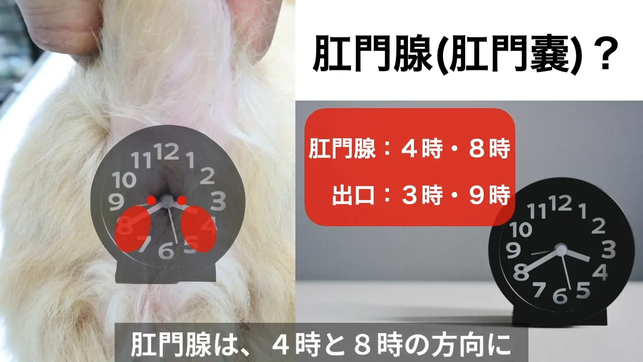 肛門腺は4時と8時の方向に