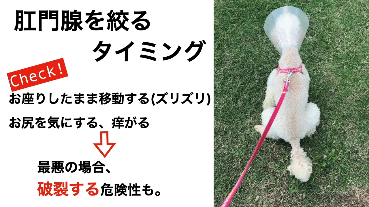 肛門腺を絞るべきタイミング
