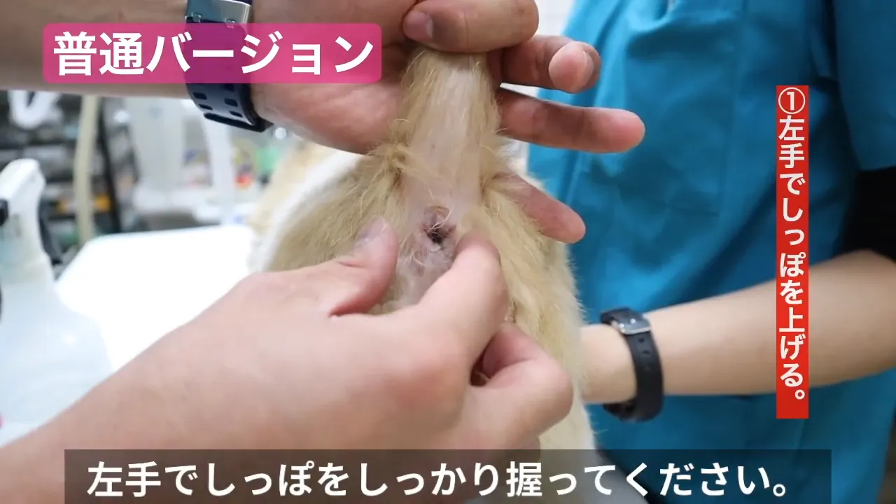 普通バージョン 左手でしっぽを上げる。左手でしっぽをしっかり握ってください。