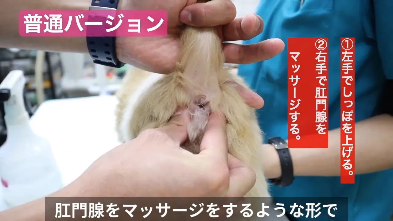 普通バージョン 左手でしっぽを上げる。右手で肛門腺をマッセージする。肛門腺をマッサージするような形で