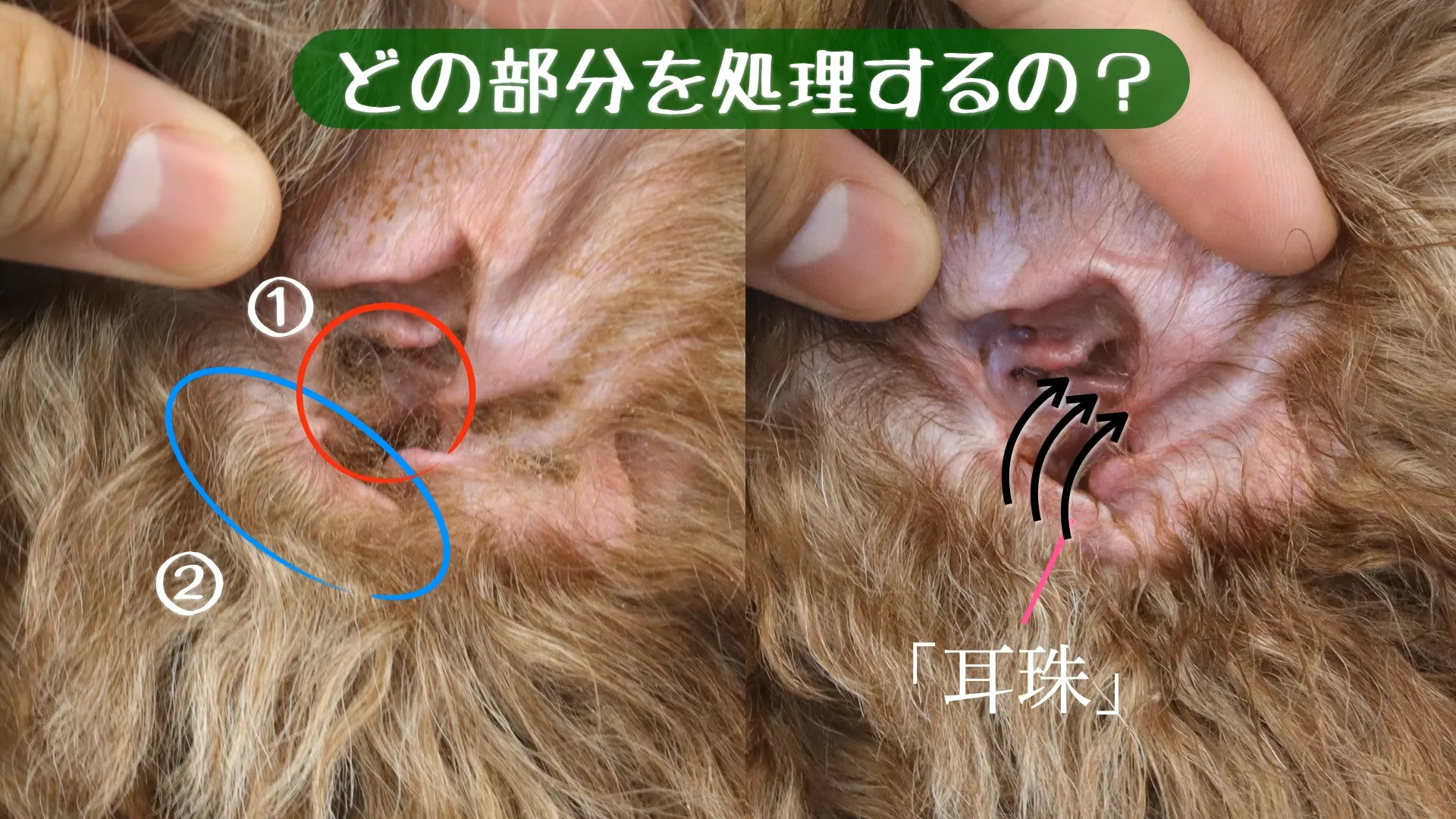 【獣医師が実演】犬の耳毛の処理方法