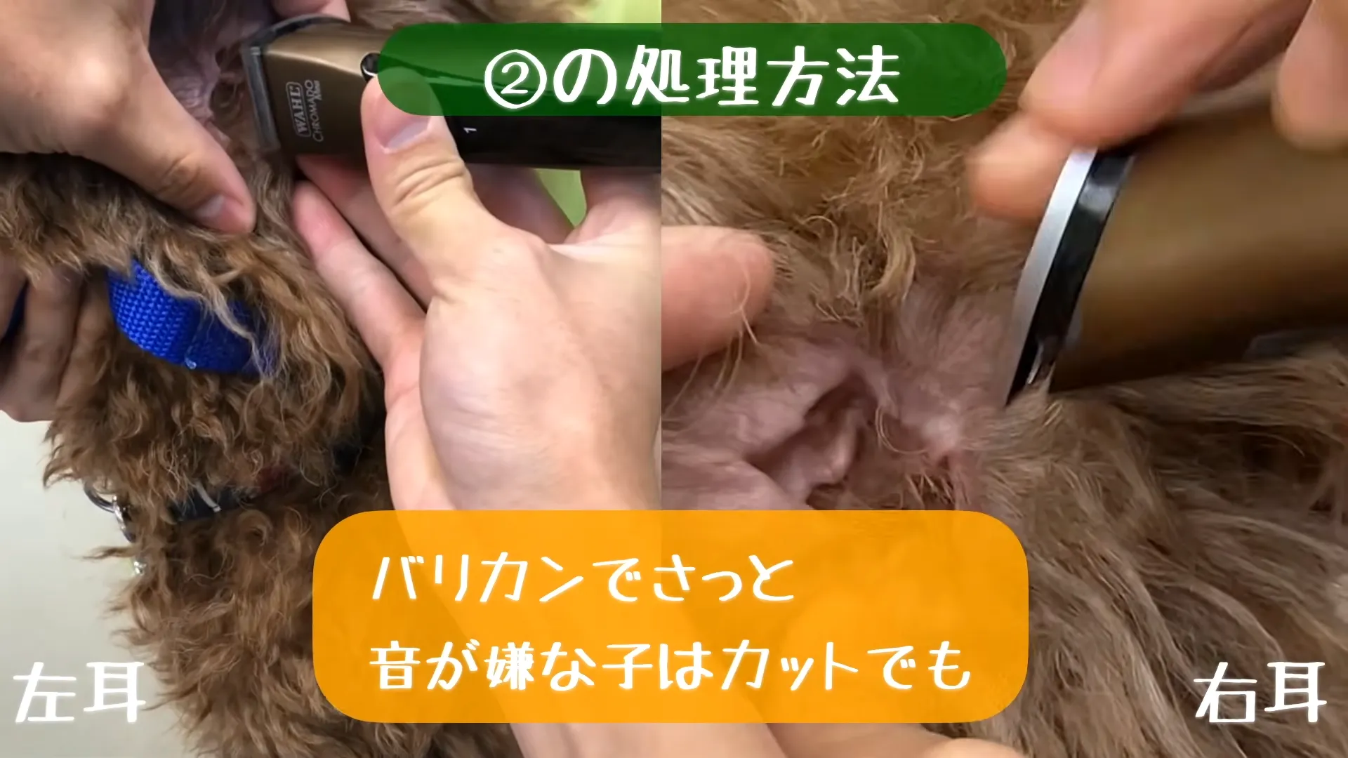 ②耳穴まわりの毛