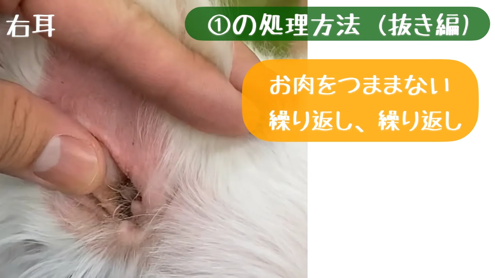 ①耳の内側の毛(耳道入り口付近)