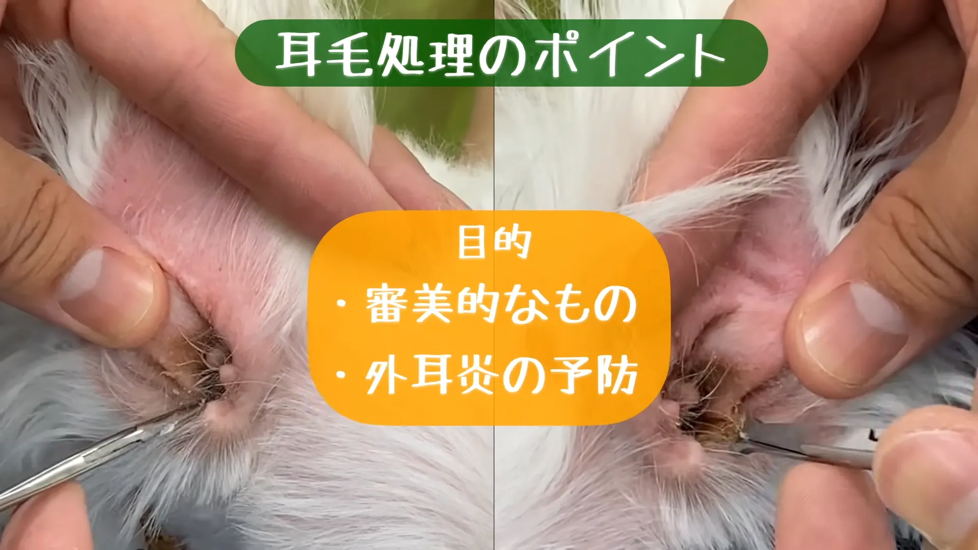 犬の耳毛処理の目的|外耳炎の予防と見た目を整えること