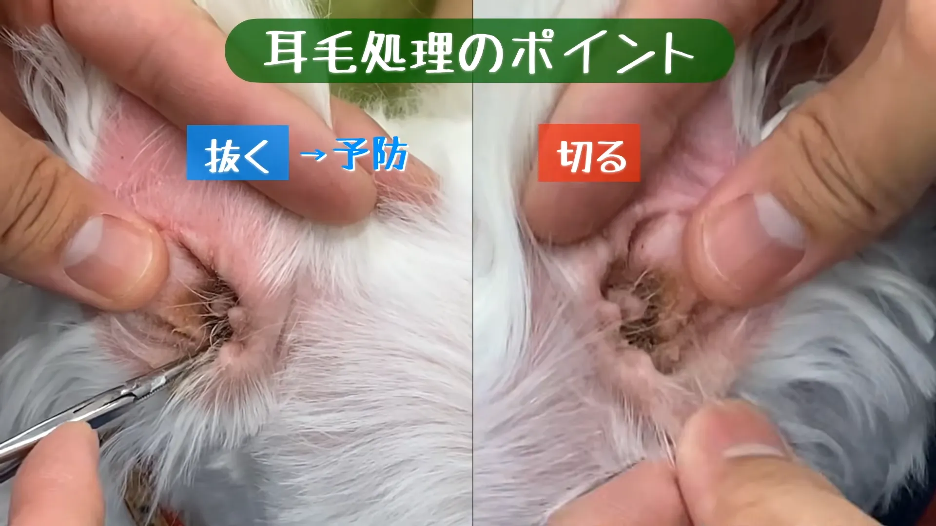 耳毛は抜く?切る?耳の状態に合わせて考えましょう