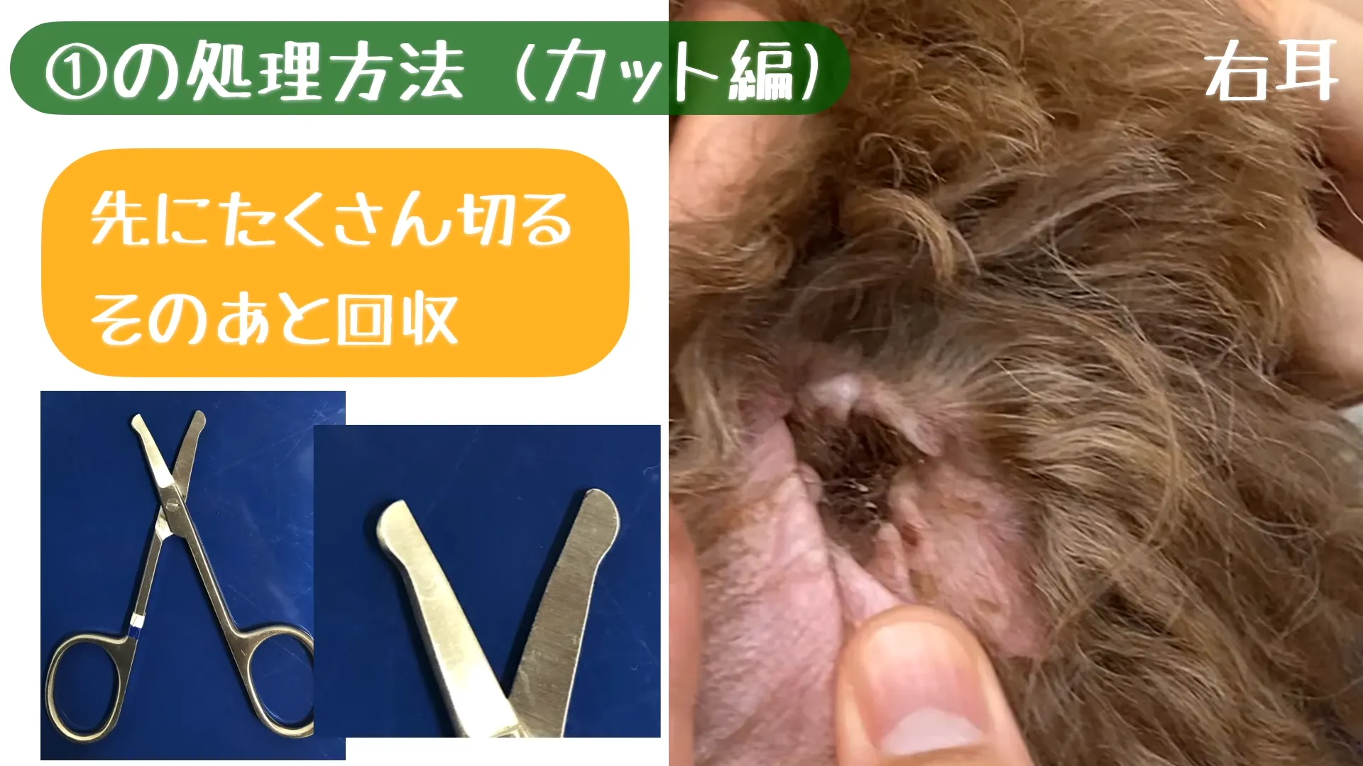 耳毛をカットするときのポイント