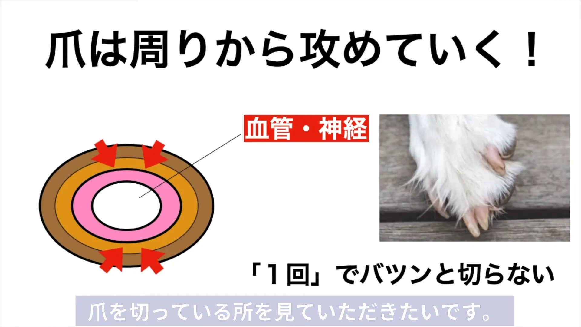 犬の爪の構造|一度に切らず、少しずつ切る理由