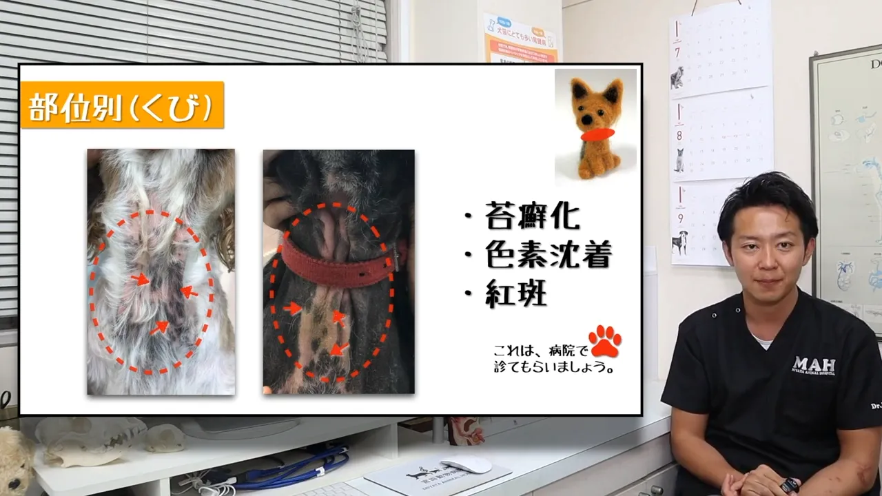 首（首輪まわり）