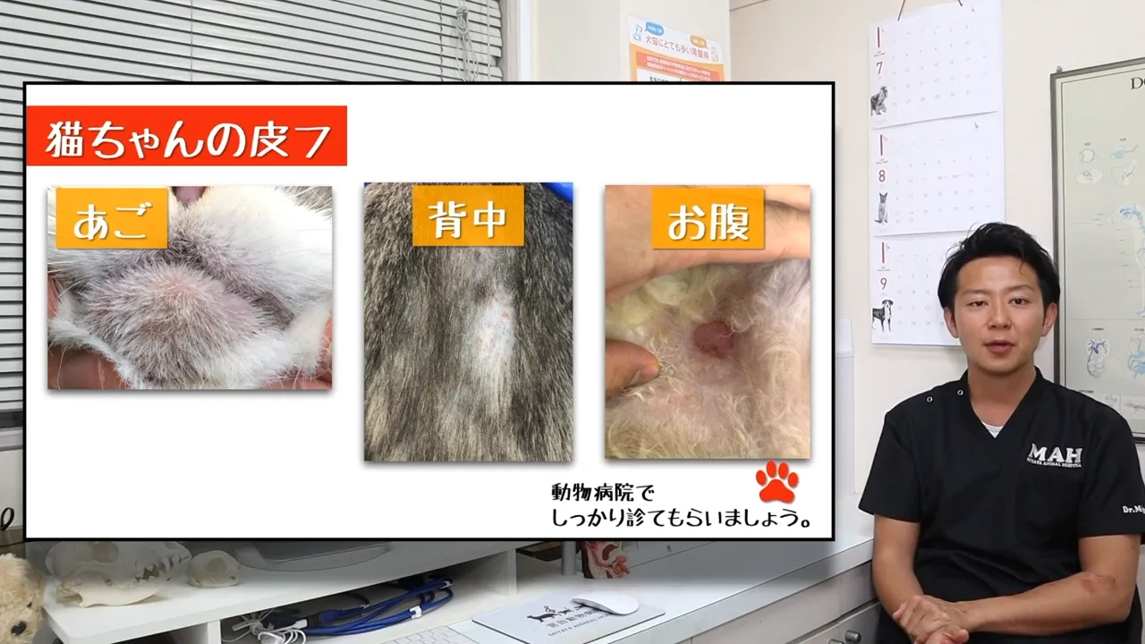 猫の皮膚トラブルにも要注意