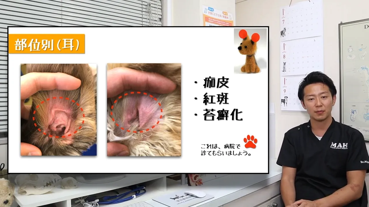 耳