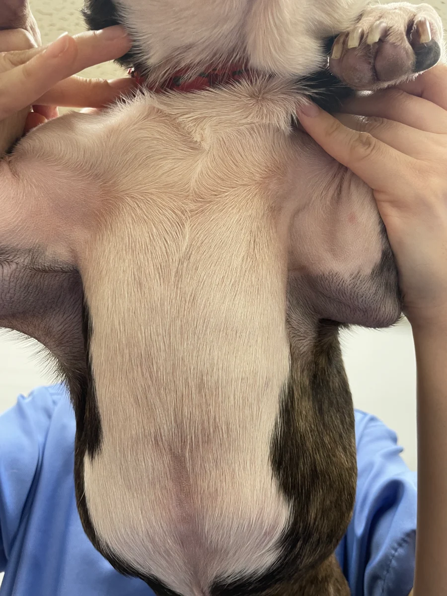 治療後の皮膚画像