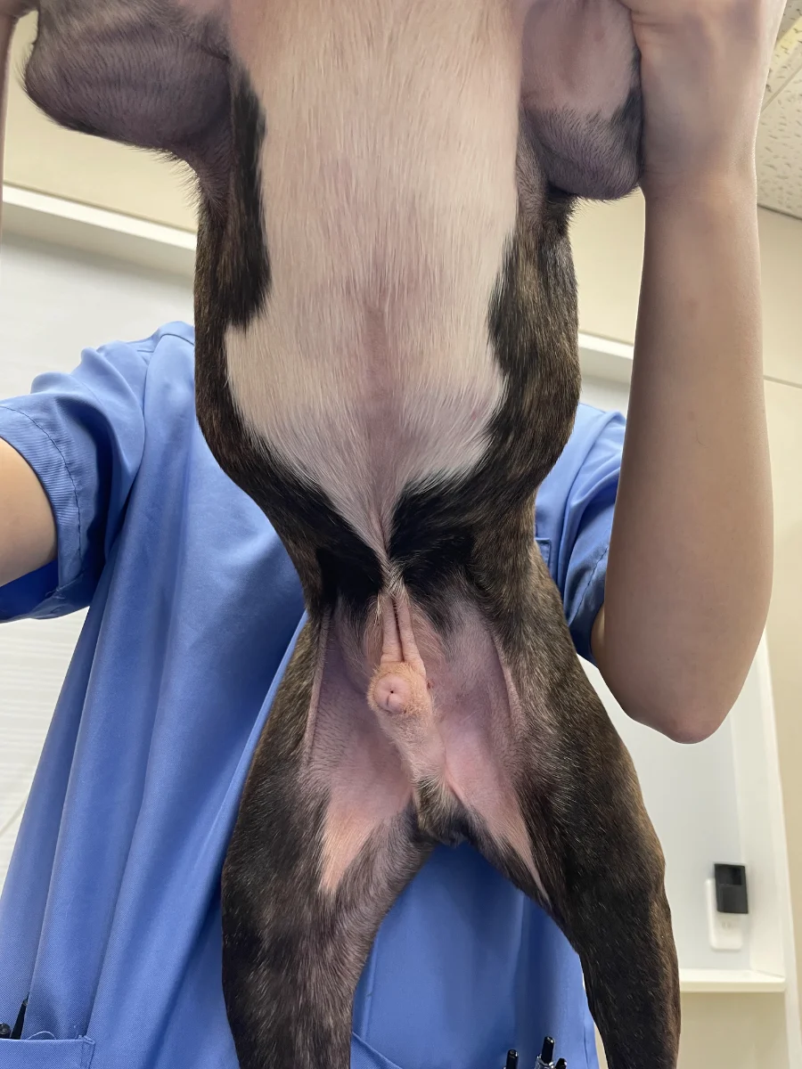 治療後の皮膚画像