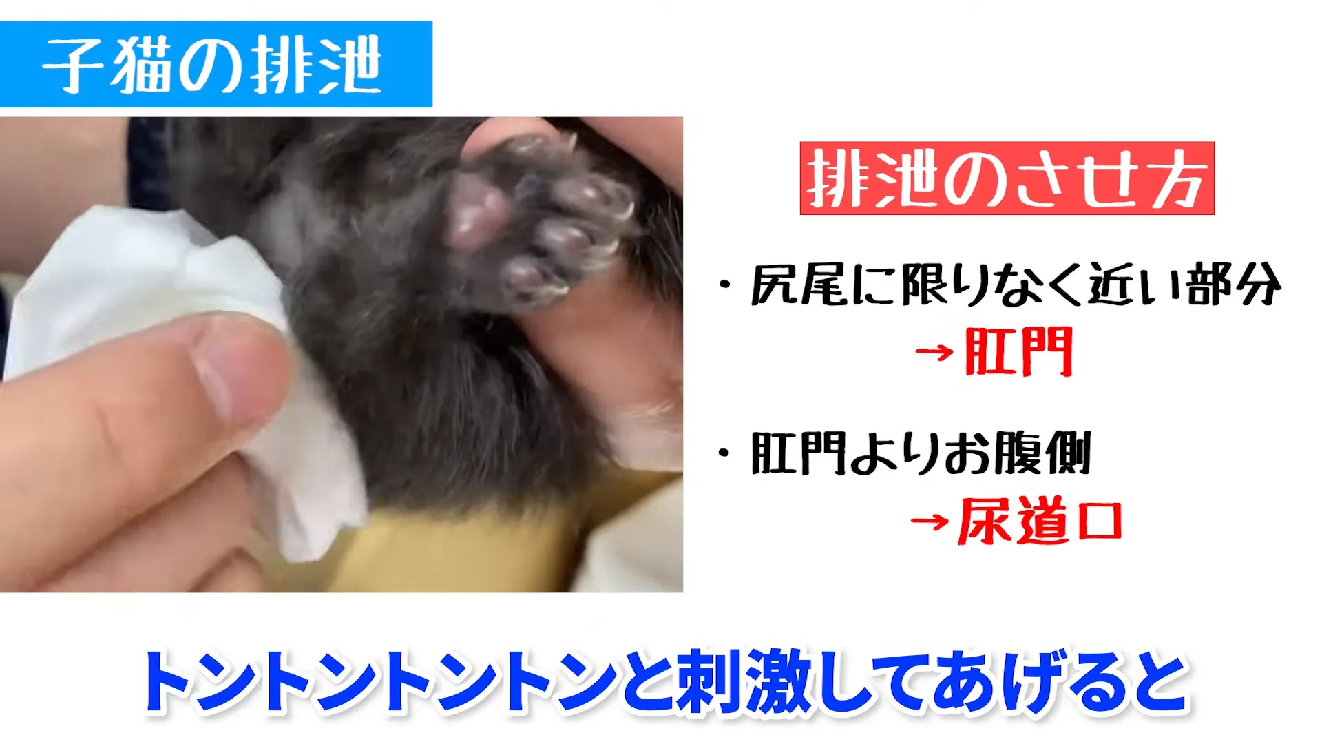 ステップ2：慣れたら肛門と尿道口の位置を把握する