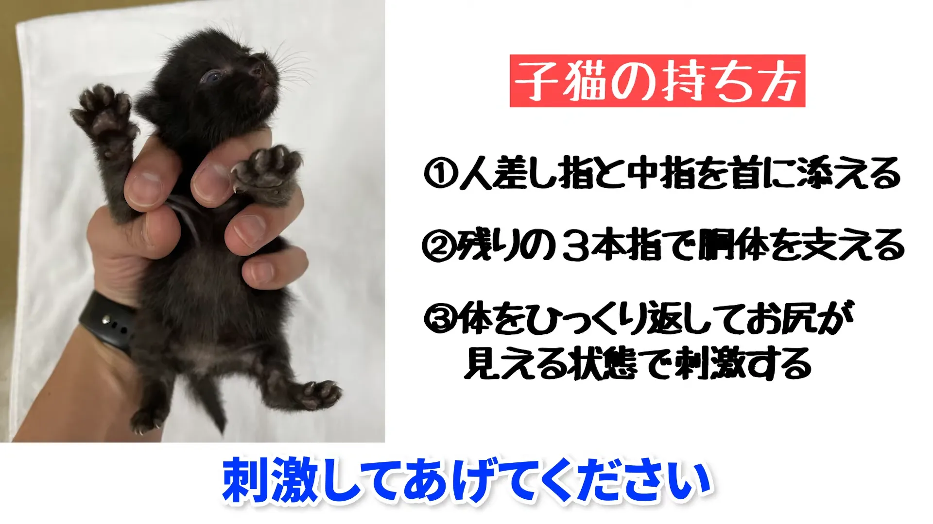 子猫の正しい持ち方の説明