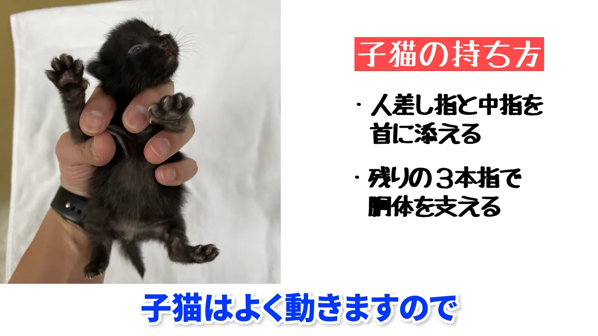 子猫の抱っこの仕方|首と胴体の支え方