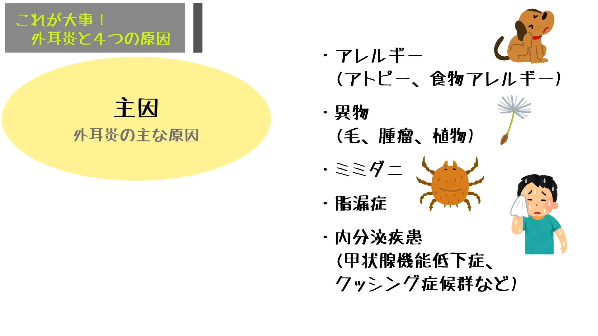 【主因】外耳炎のスタート地点となる直接的な原因