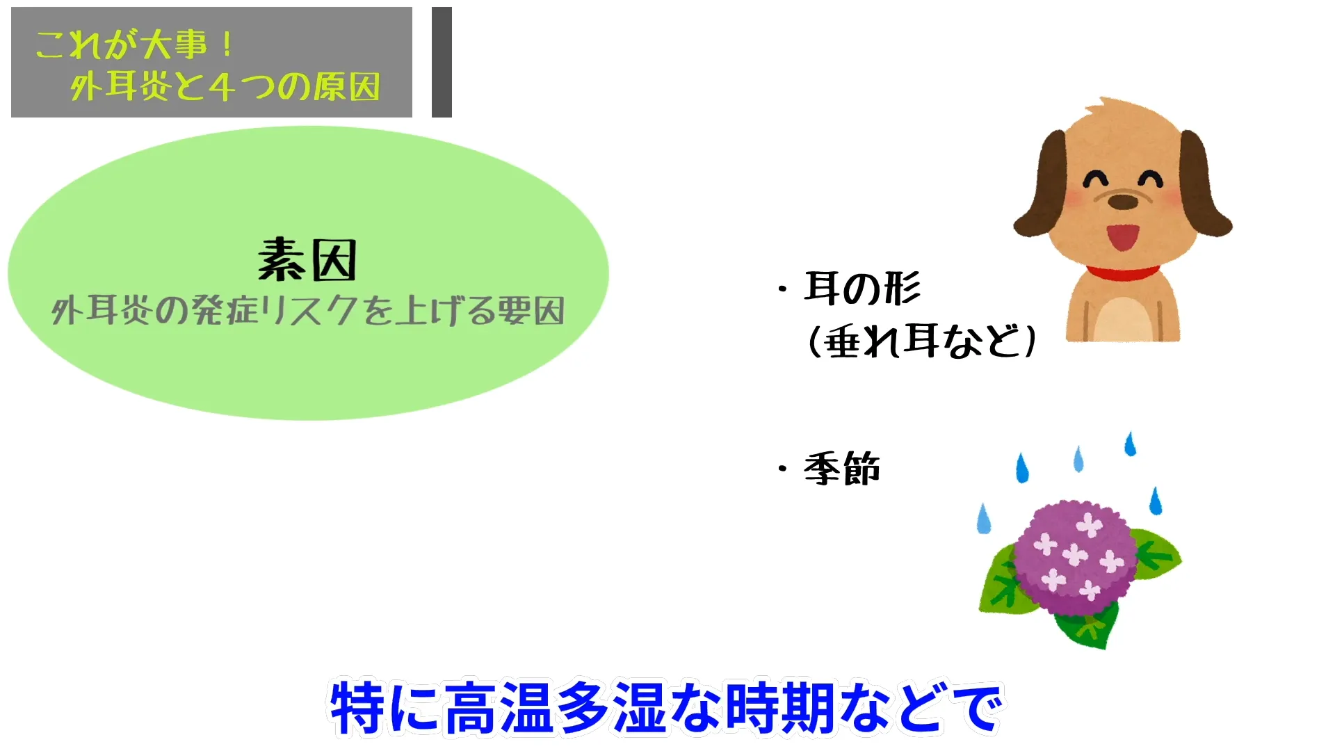 【素因】外耳炎の発症リスクを高める要因