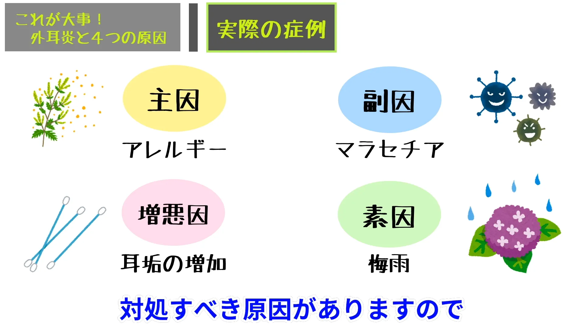 【症例で解説】トイプードルの繰り返す外耳炎、原因はどこにあった?