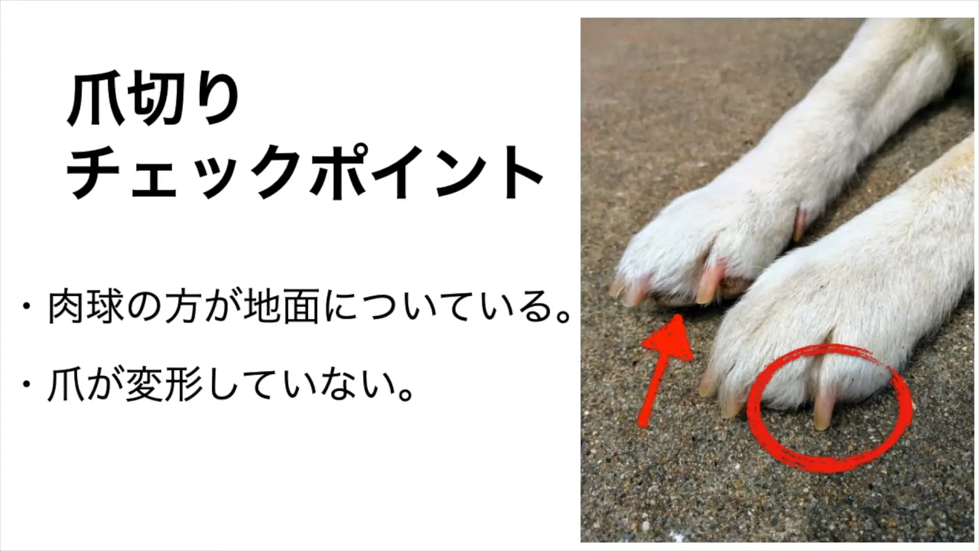 爪を切るタイミング