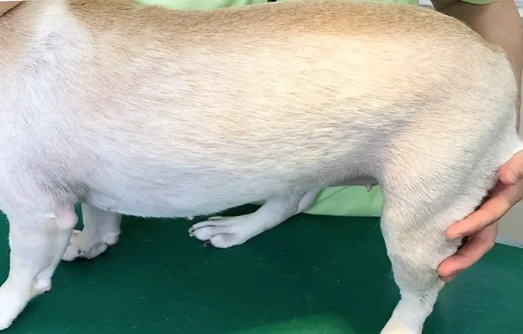 治療前の様子