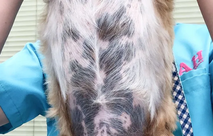 症例写真1