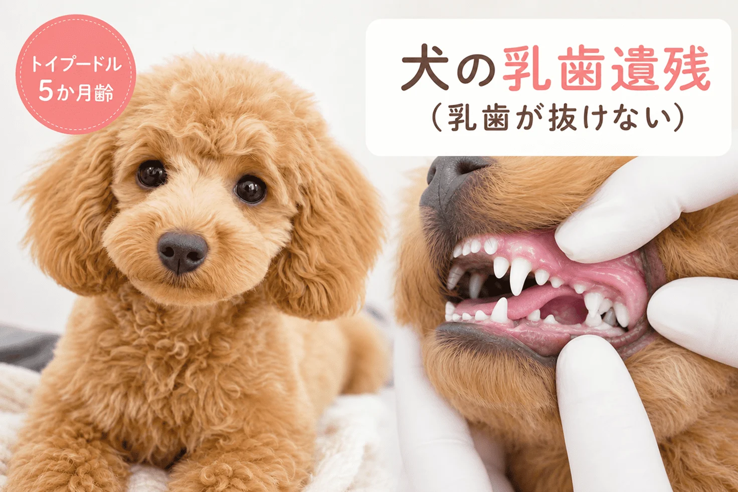 犬の乳歯遺残に関する症例のアイキャッチ