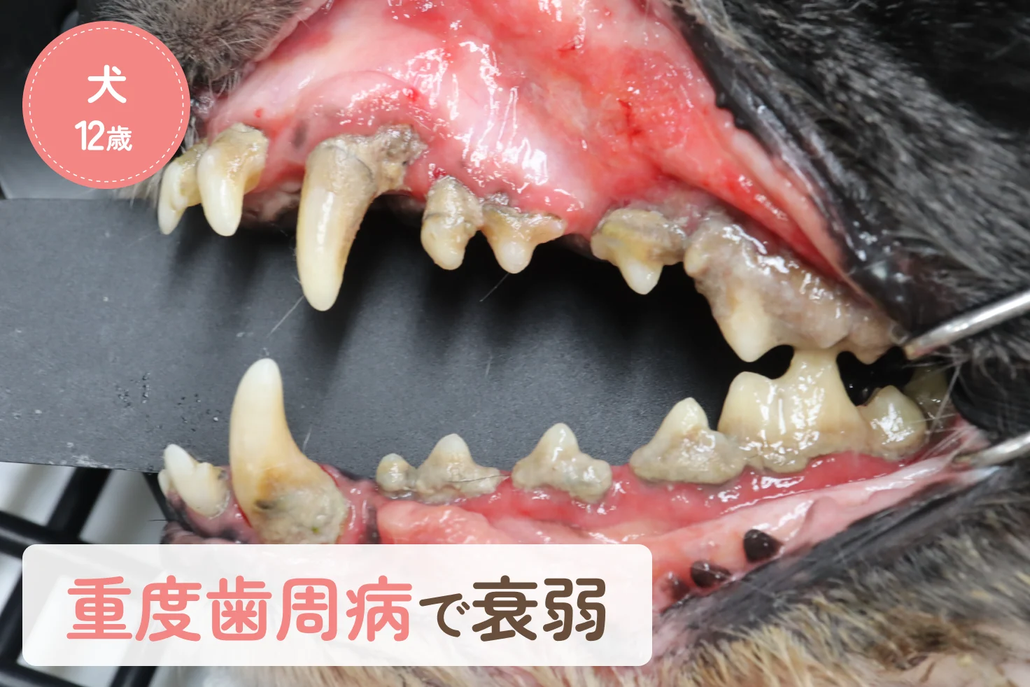 重度歯周病で衰弱した12歳の犬｜歯科治療で食欲と体重が改善した症例のアイキャッチ画像