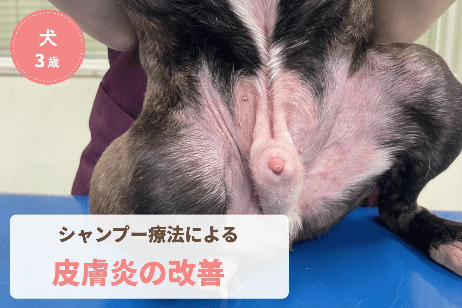 シャンプー療法で改善したアレルギー性皮膚炎に伴う膿皮症のアイキャッチ画像
