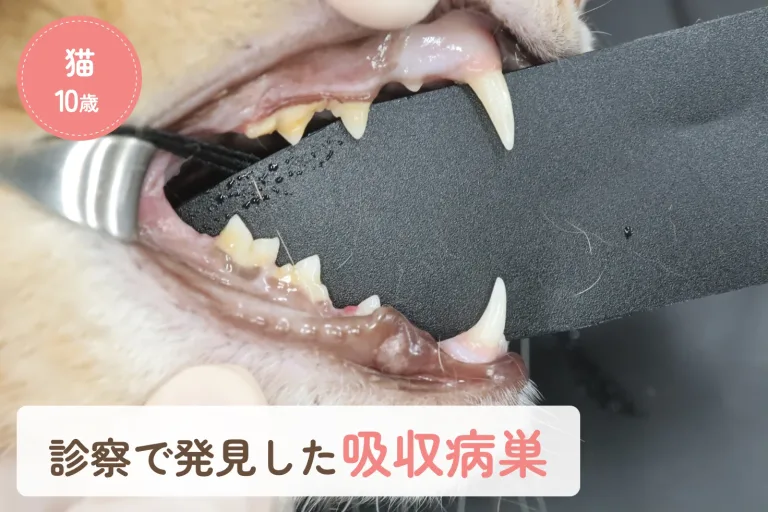 診察で見つかった猫の吸収病巣｜ご家族が気付いていなかった歯科疾患の症例のアイキャッチ画像
