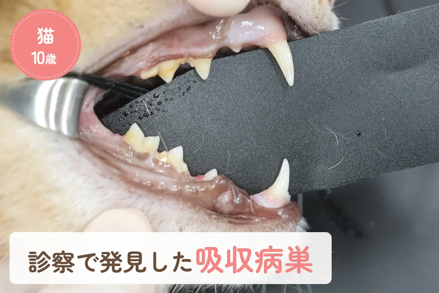 診察で見つかった猫の吸収病巣｜ご家族が気付いていなかった歯科疾患の症例のアイキャッチ画像