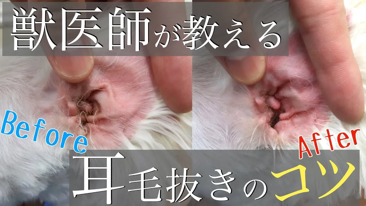 獣医師直伝！【耳毛の抜き方】その耳毛、本当に抜かなくても大丈夫？