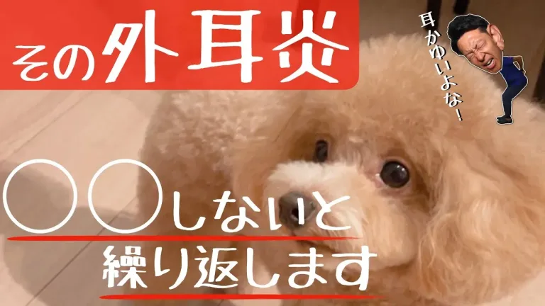 犬が外耳炎を繰り返す理由【獣医師解説】