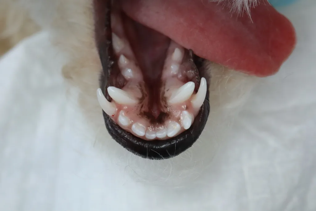 両側下顎犬歯の乳歯遺残の画像