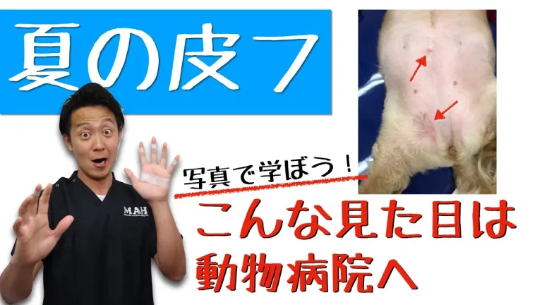 【写真で学ぼう！】夏に多い皮フの異常。獣医師解説