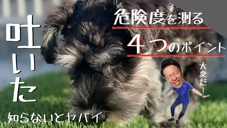 愛犬が嘔吐したら。危険度を測る４つのポイント【獣医師解説】