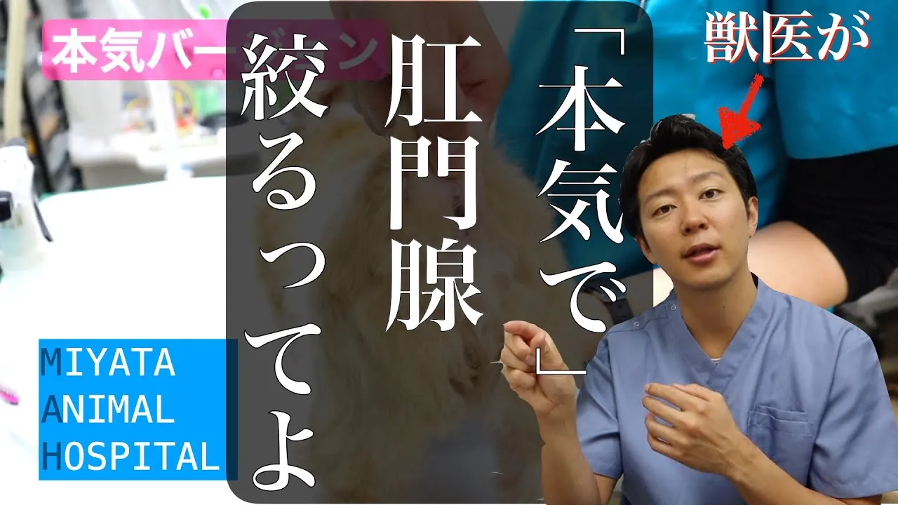 【動画付き】犬の肛門腺の絞り方を獣医師が解説！自宅でできる基本テクニックを紹介