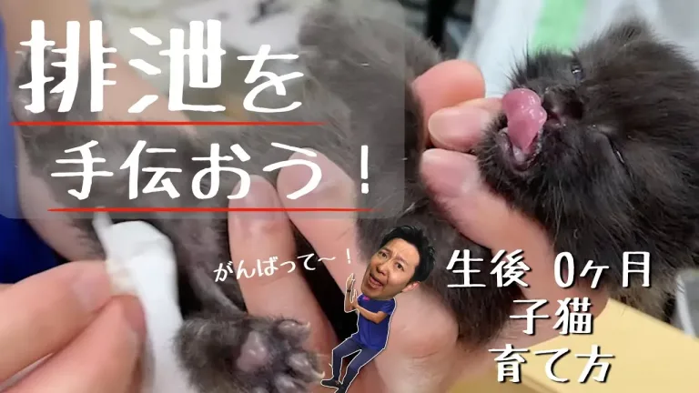 生後０ヶ月の子猫の排泄を手伝おう編【獣医師解説】