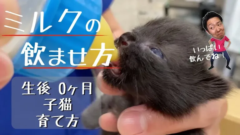 子猫のミルクの作り方・飲ませ方のアイキャッチ画像