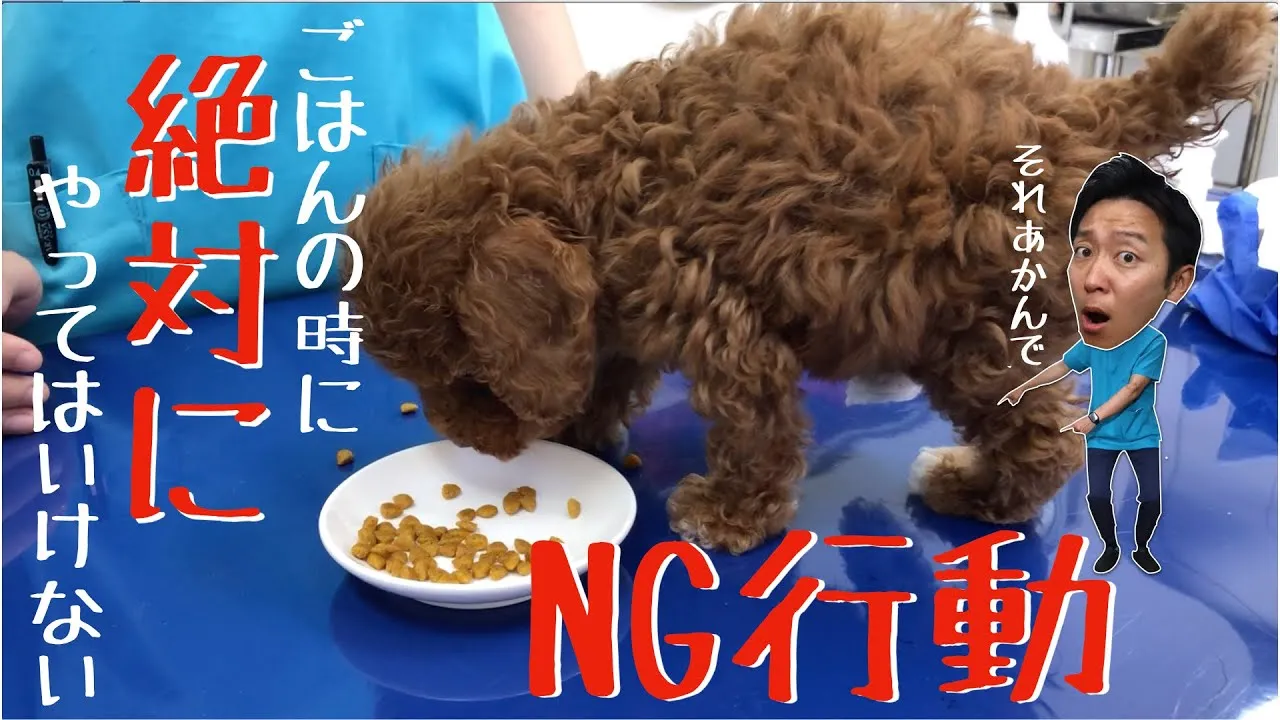 【子犬の正しいごはんのあげ方】迎え入れた初日からやるべき【獣医師解説】