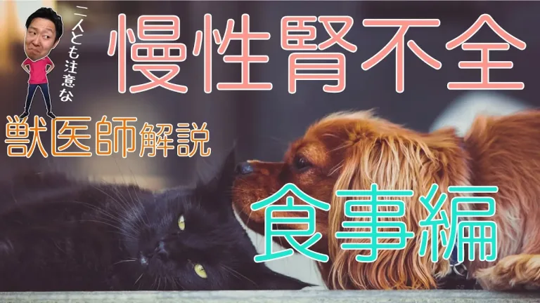 【犬・猫】慢性腎不全でも療法食を食べてもらうコツ【獣医師解説】