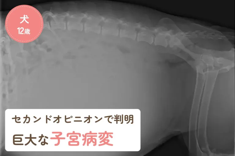 セカンドオピニオンで判明した巨大な子宮病変｜腹囲膨満がみられた犬の症例のアイキャッチ画像