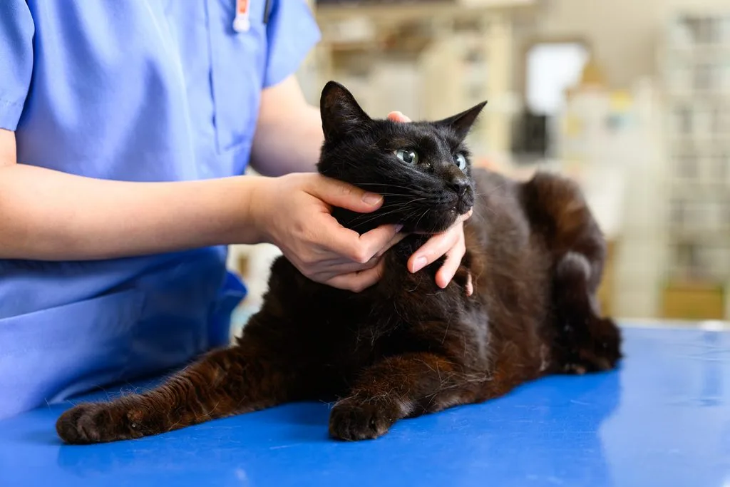 皮膚チェックをされている猫