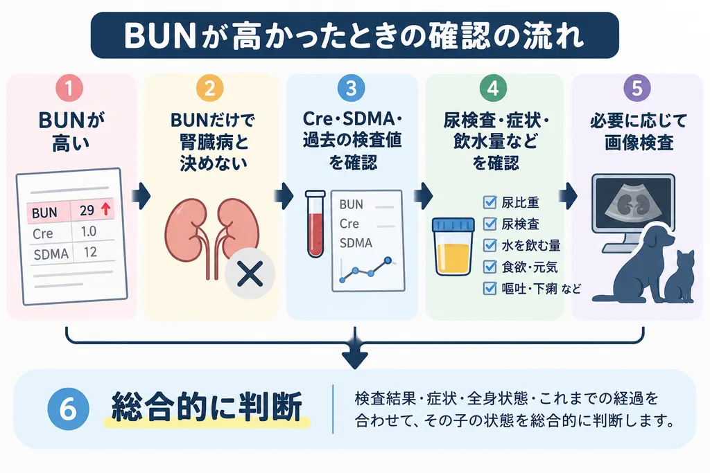 犬猫の血液検査でBUNが高い場合に確認する検査項目と判断の流れを示した図