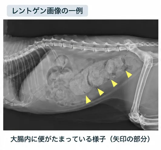 猫の便秘で大腸内に便がたまっている腹部レントゲン画像
