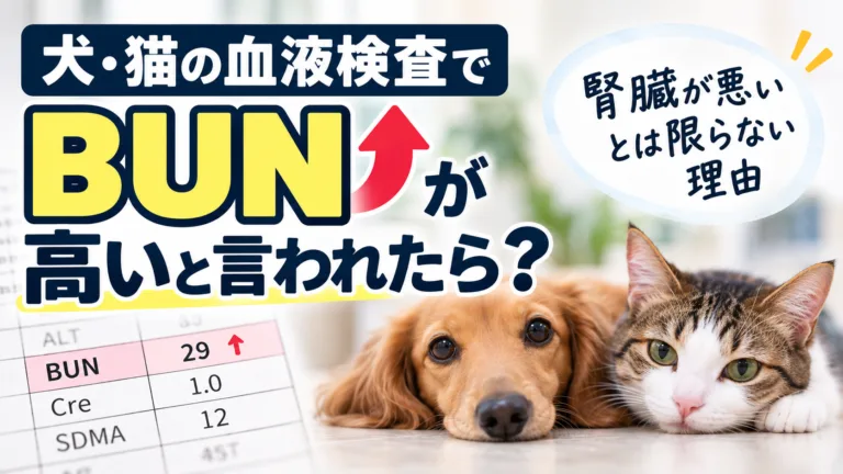 犬猫の血液検査でBUNが高い場合について解説するアイキャッチ画像