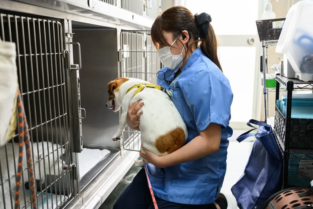 動物病院で入院中の犬猫をスタッフがケアしている様子